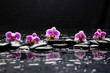 still life with black stone and five orchid