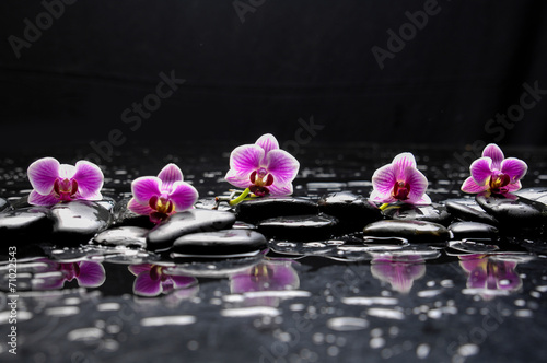  Fototapeta orchidea   martwa-natura-z-czarnym-kamieniem-i-piecioma-orchideami