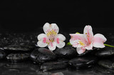 Fototapeta Kwiaty - Two white orchid on pebbles –wet background