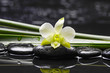 Still life with white orchid with green plant on black stones