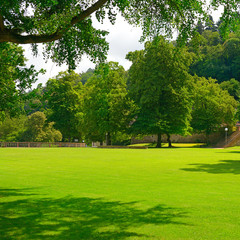 Poster - Beautiful meadow in the park