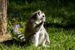 Lemure catta adulto che mangia