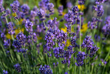 Fototapeta Lawenda - Gardens with the flourishing lavender