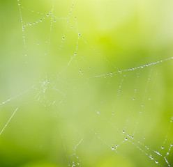 Wall Mural - Spider on web covered by water drops, green background