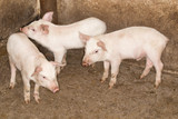 Fototapeta Tęcza - pigs on the farm