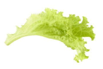 Salad lettuce