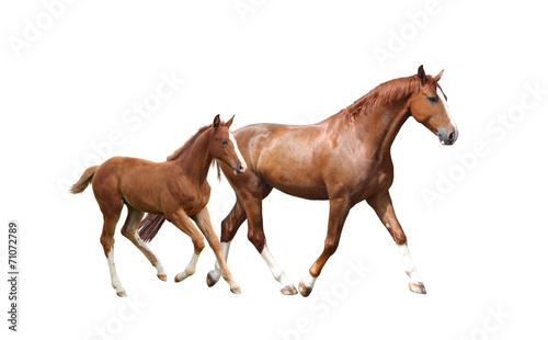 Photographie Chestnut horse and its cute foal running fast
