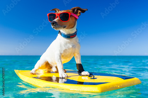 einzelne bedruckte Lamellen - surfer dog (von Javier brosch)