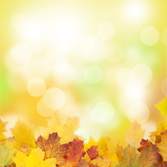 Autumn background with maple leaves