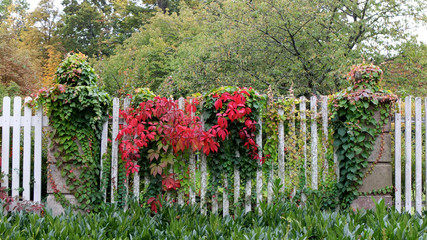 Wall Mural - Herbstliche Blätter am Lattenzaun