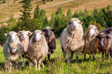 Flock Of Sheep Grazing On The Hills Of The Mountains