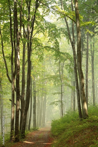 Naklejka dekoracyjna Trail through misty autumn forest in the sunshine