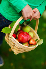 Organic apples in a basket