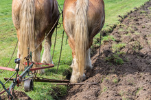 Two Draft Horses With A Traditional Plough