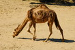 Wielbłąd , Camelus dromedarius