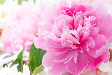 Pink peony blooming in the garden.