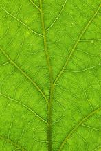 Oak Leaf Structure Closeup