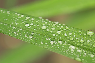  rain droplets on grass blade