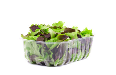 Wall Mural - Plastic box full of lettuce salad.