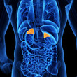  medical illustration of the adrenal glands