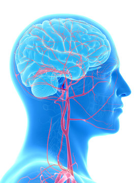 medical illustration of the brain and head arteries