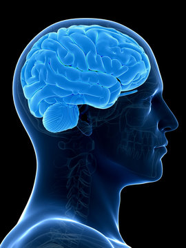 medical illustration of a human brain