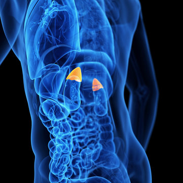  medical illustration of the adrenal glands