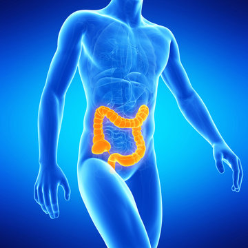 medical illustration of the human colon