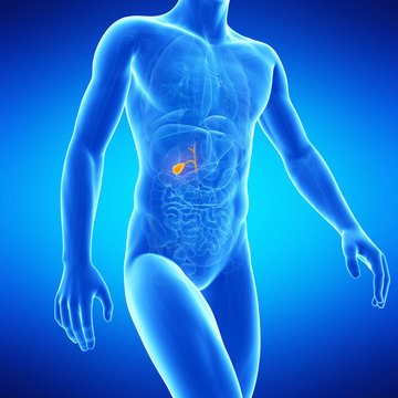  medical illustration of the human gallbladder