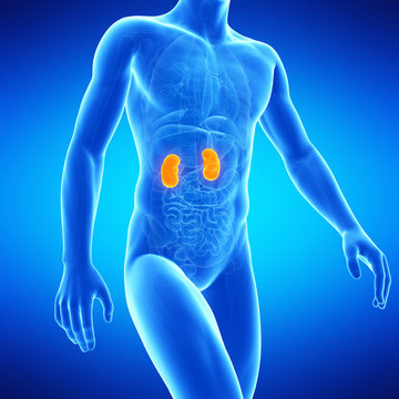  medical illustration of the human kidneys