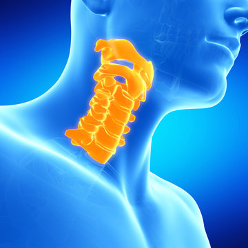  medical illustration of the human cervical spine