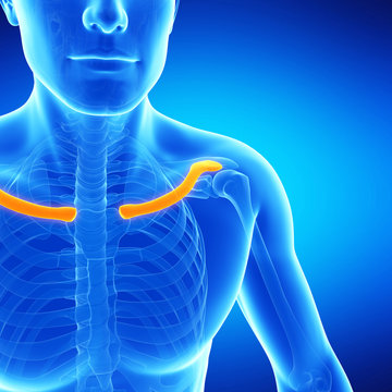  medical illustration of the human clavicle