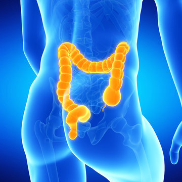  medical illustration of the human colon