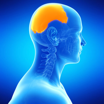  medical illustration of the parietal bone