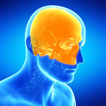  medical illustration of the skull bone