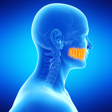  medical illustration of the teeth