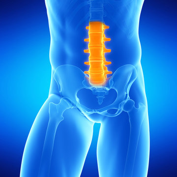  medical illustration of the lumbar spine
