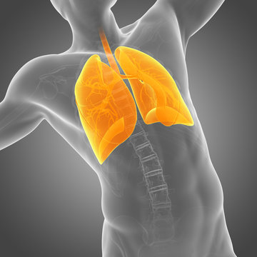  medical illustration of a man´s lung