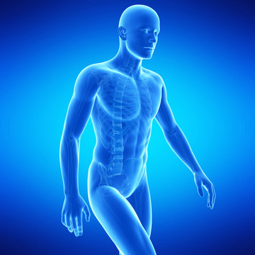  medical illustration of the upper body anatomy