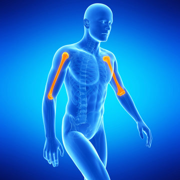  medical illustration of the upper arm bones