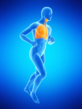  medical illustration of a jogger´s lung
