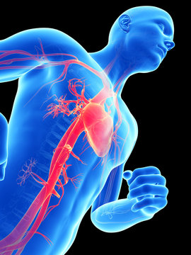  medical illustration of the male heart