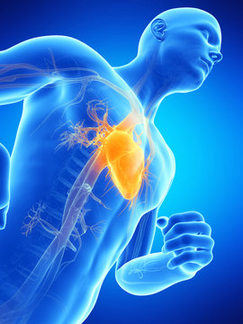  medical illustration of the male heart