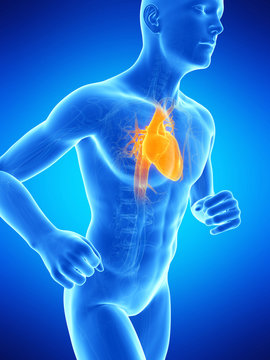  medical illustration of the male heart