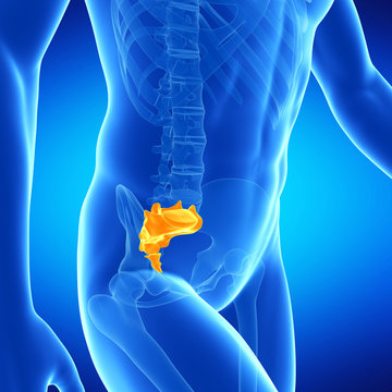  medical illustration of the sacrum