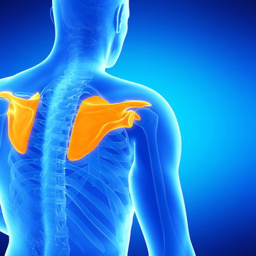  medical illustration of the shoulder blades