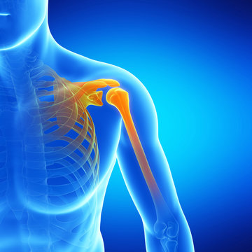  medical illustration of the shoulder