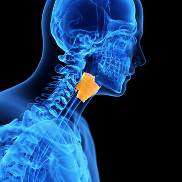  medical illustration of the larynx