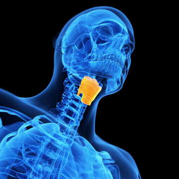  medical illustration of the larynx