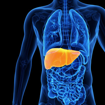  medical illustration of the liver